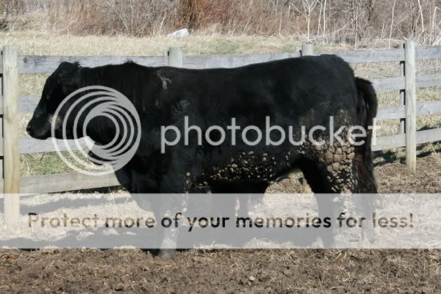 How much do they weigh? - Cattle