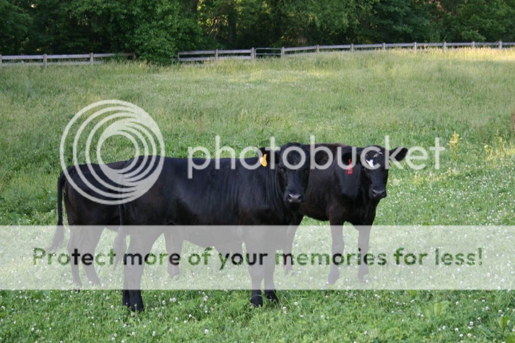 Pricing Heifers - Cattle