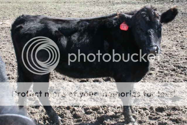 How much do they weigh? - Cattle