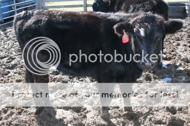 How much do they weigh? - Cattle