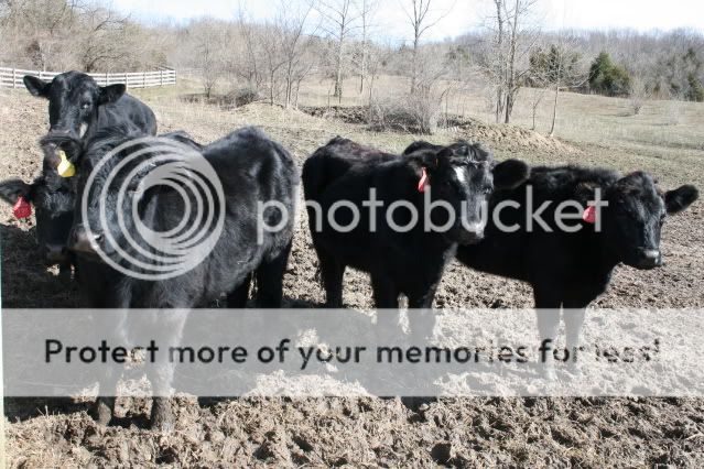 How much do they weigh? - Cattle