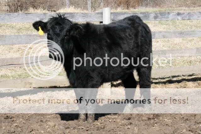 How much do they weigh? - Cattle