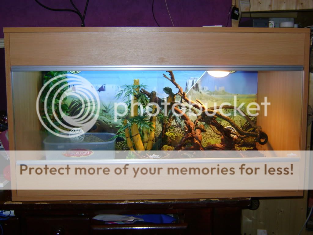 SE England chinese water dragon and complete set up.southampton