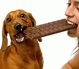 th_dog-munch-choc.jpg